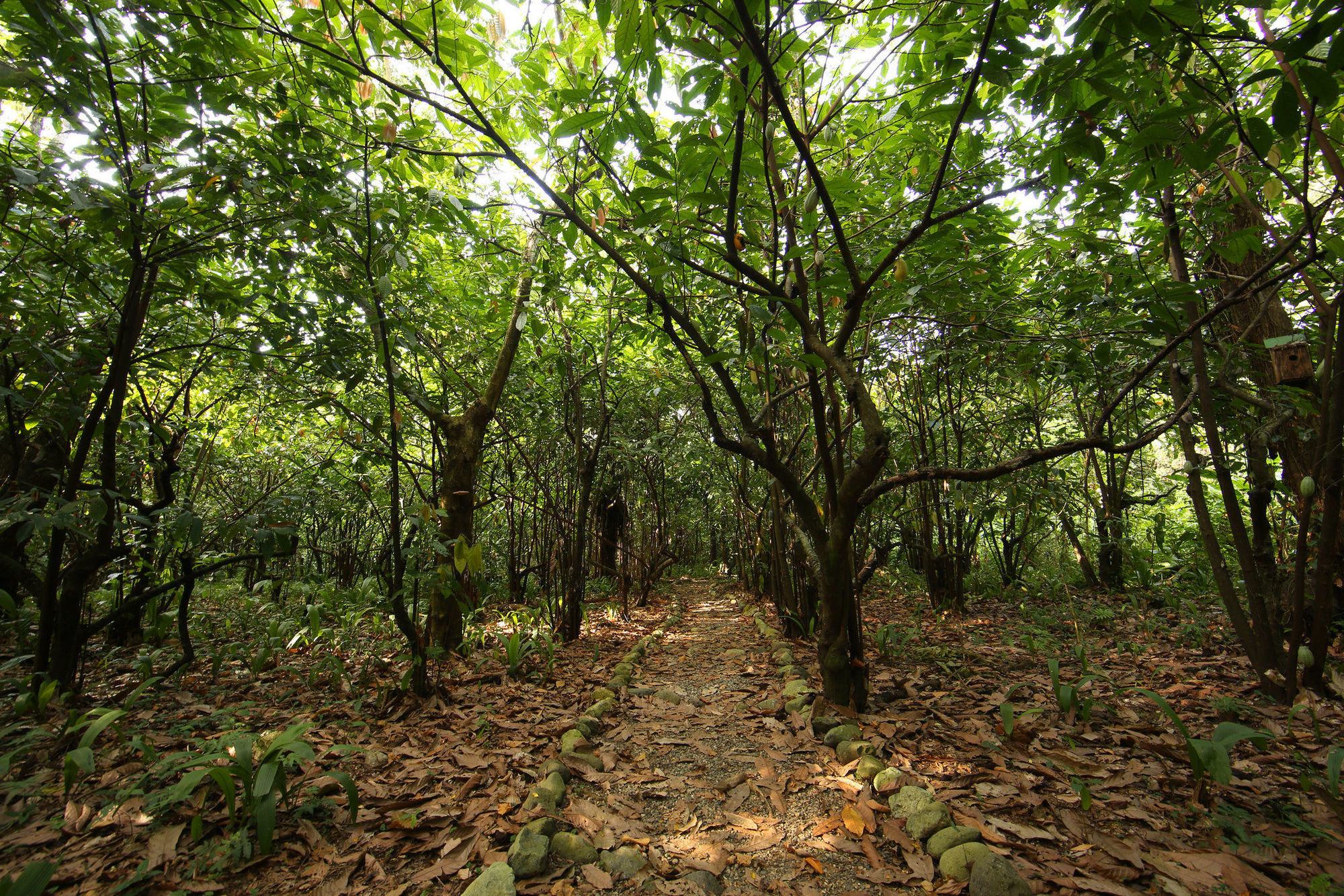 The Lodge & Spa At Pico Bonito El Pino Tiện nghi bức ảnh